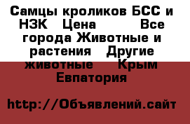 Самцы кроликов БСС и НЗК › Цена ­ 400 - Все города Животные и растения » Другие животные   . Крым,Евпатория